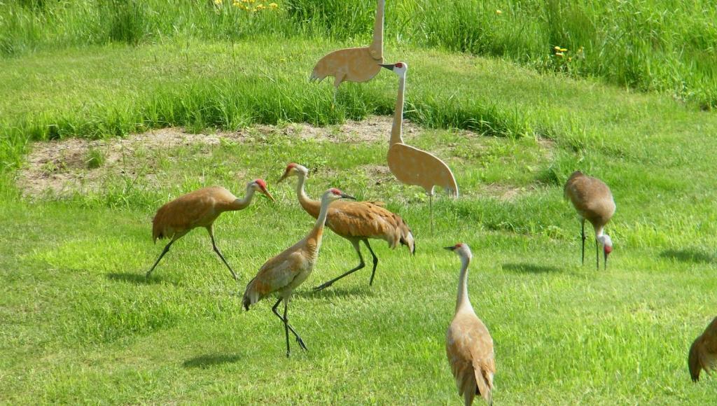 Crane'S Rest B&B Fritz Creek Εξωτερικό φωτογραφία